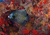 StBarth_angefr_oct06_C