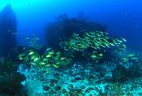 StBarth_bancgorette_oct06_A