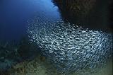 StBarth_bancpoisson_oct06_G