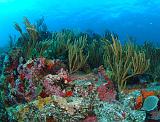 StBarth_gorgone-colombier_oct06_A