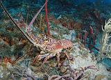 StBarth_langouste_oct06_B