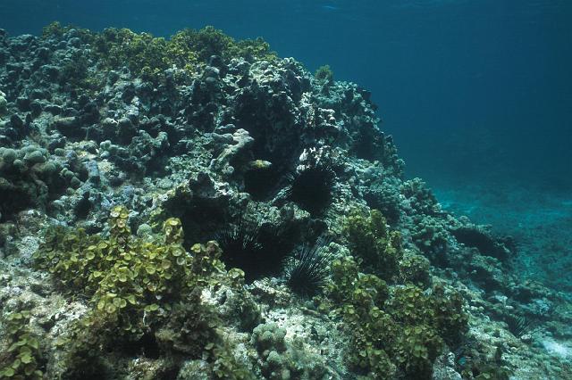 pterre_08.jpg