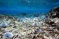 pterre_43