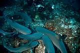 COSTARICA_ilecoco_102009_260