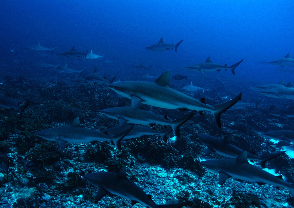 FAKARAVA_passesudentrant_082009_33.jpg