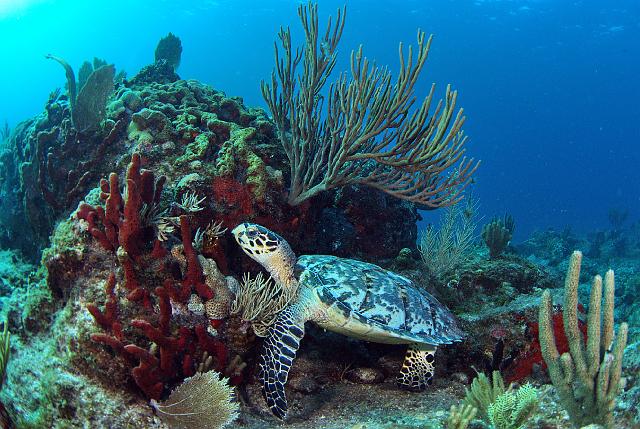 St_Barthelemy_28.jpg